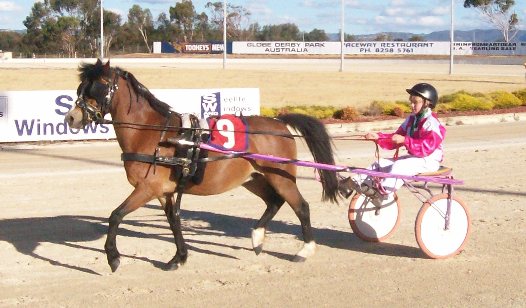 South Australian Harness Racing Pony Association